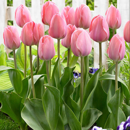 Light Pink Tulip Seeds