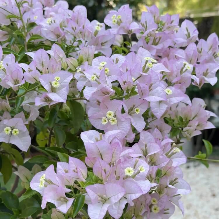 Light Purple Bougainvillea Seeds