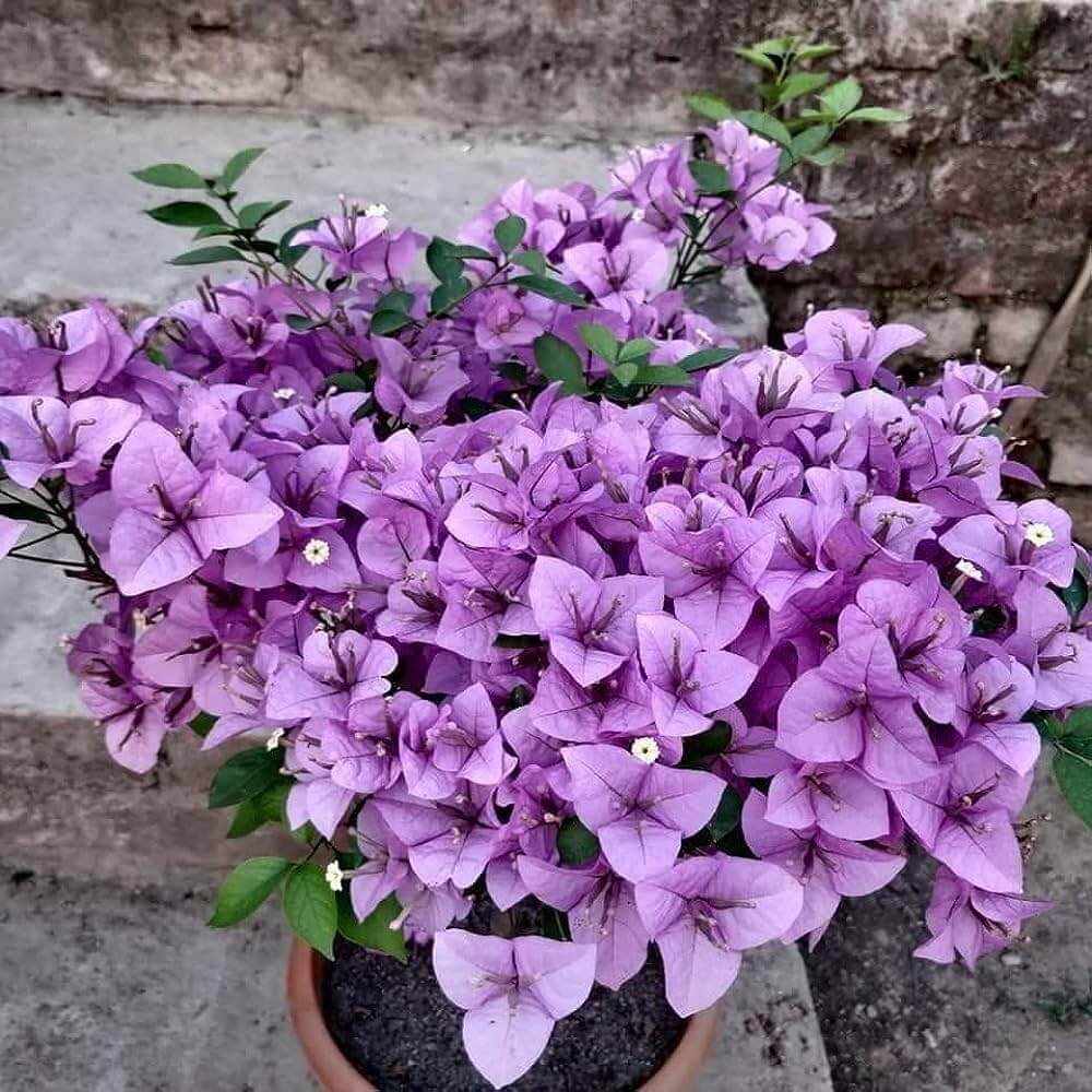 Light Purple Bougainvillea Seeds
