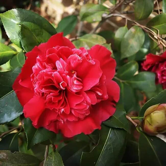 Light Red Camellia Seeds 