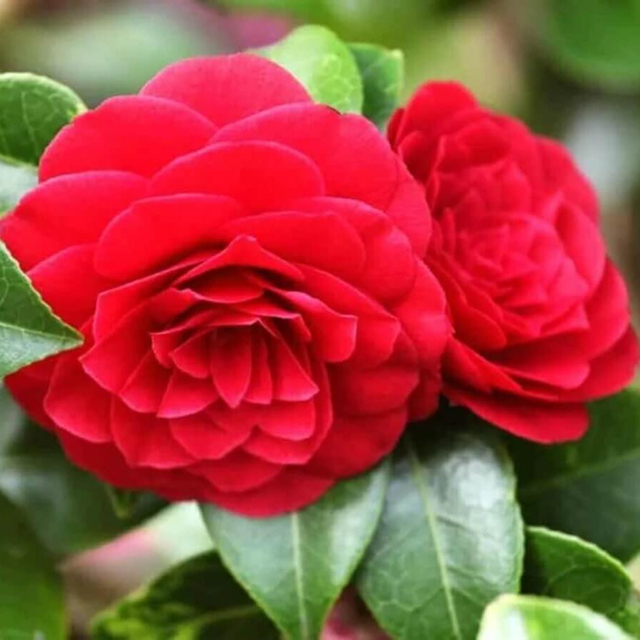Light Red Camellia Seeds 