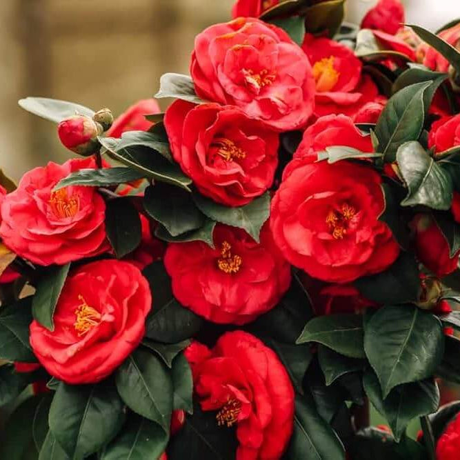 Light Red Camellia Seeds 