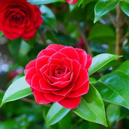 Light Red Camellia Seeds 