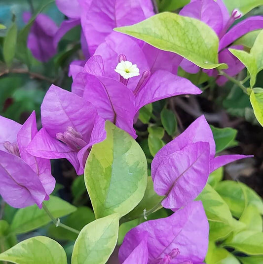 Light Violet Bougainvillea Seeds