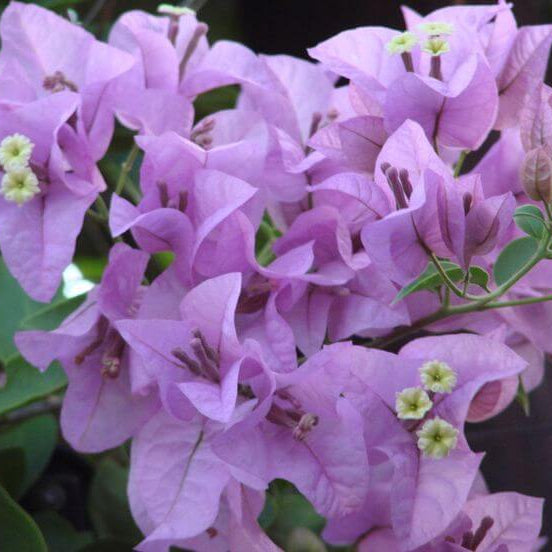 Light Violet Bougainvillea Seeds