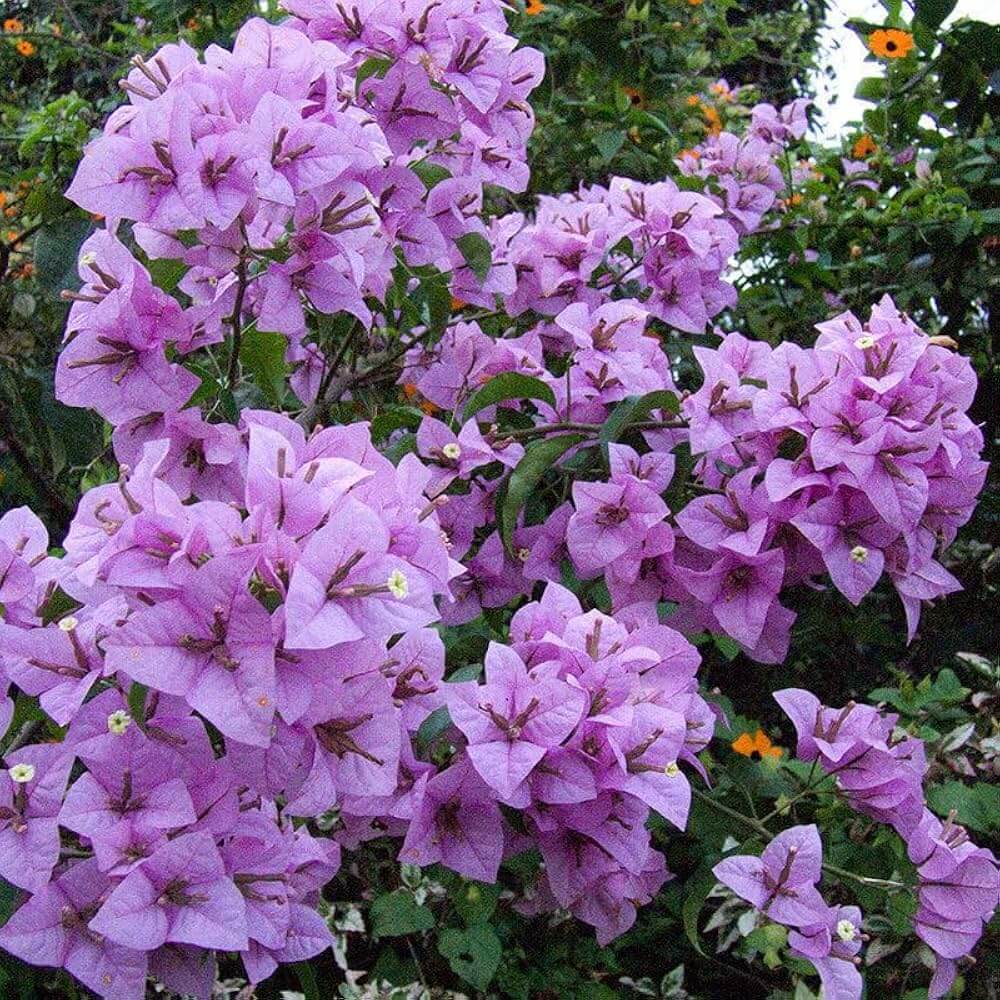 Light Violet Bougainvillea Seeds