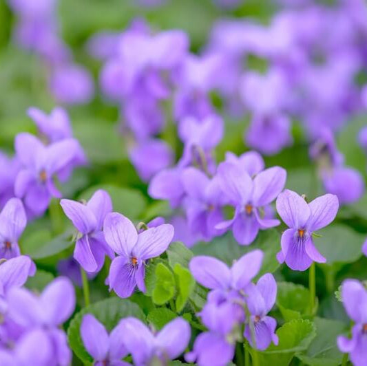 Light Violet Mini Violet Seeds