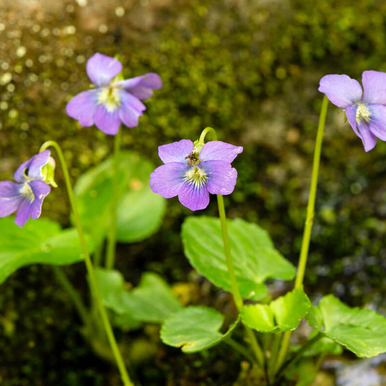 Light Violet Mini Violet Seeds