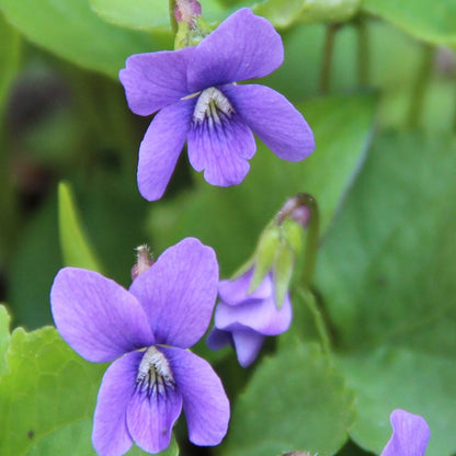 Light Violet Mini Violet Seeds