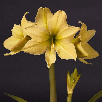 Light Yellow Amaryllis Seeds