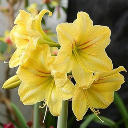 Light Yellow Amaryllis Seeds
