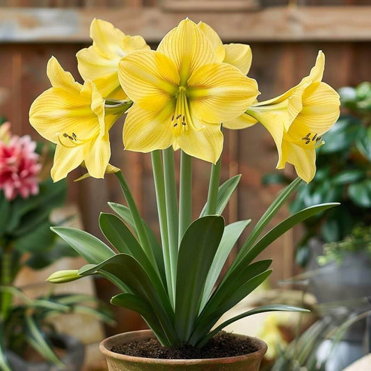 Light Yellow Amaryllis Seeds