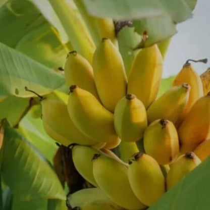 Light Yellow Banana Seeds