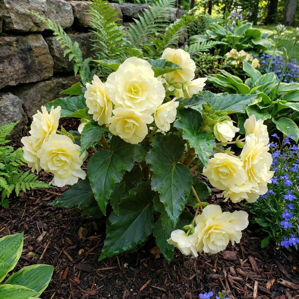 Light Yellow Begonia Seeds 