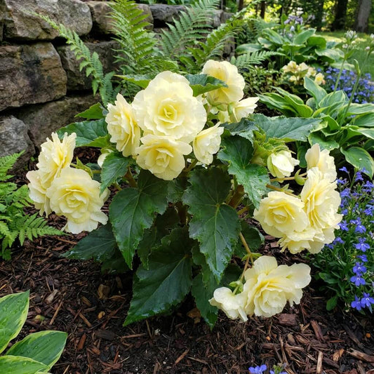 Light Yellow Begonia Seeds 