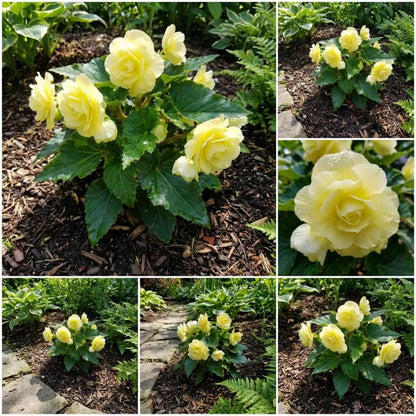Light Yellow Begonia Seeds 
