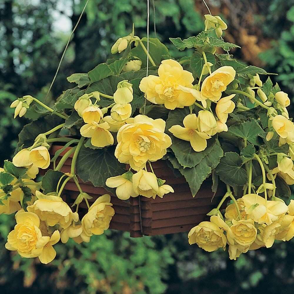 Light Yellow Begonia Seeds 