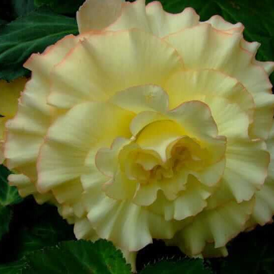 Light Yellow Begonia Seeds 