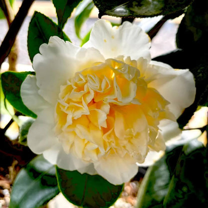 Light Yellow Camellia Seeds