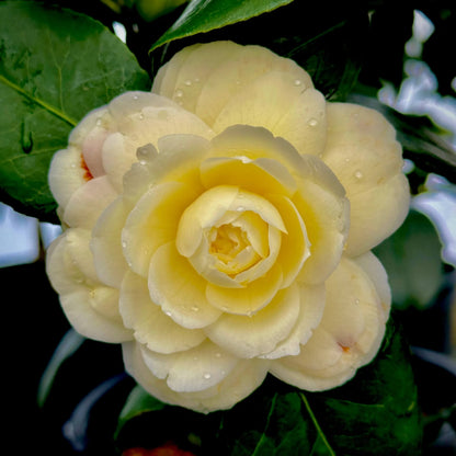 Light Yellow Camellia Seeds