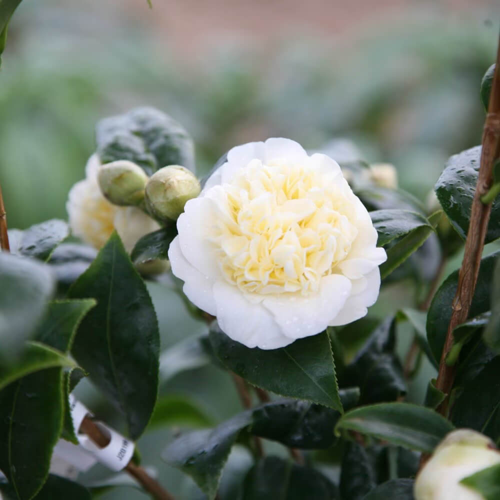 Light Yellow Camellia Seeds
