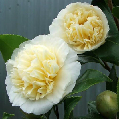 Light Yellow Camellia Seeds