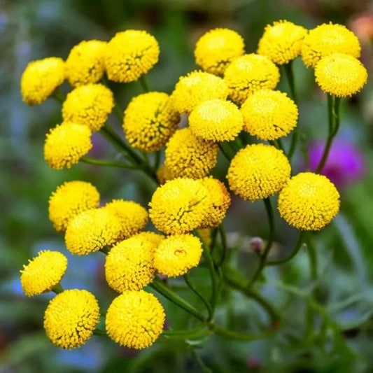 Light Yellow Tansy Seeds - Flower Plant for Home Gardens