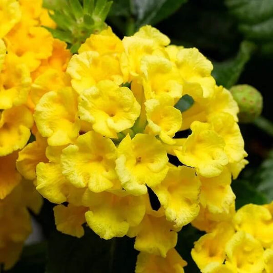 Light yellow Lantana Seeds 