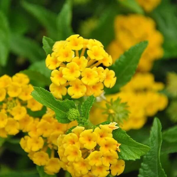 Light yellow Lantana Seeds 