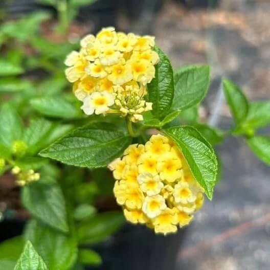 Light yellow Lantana Seeds 