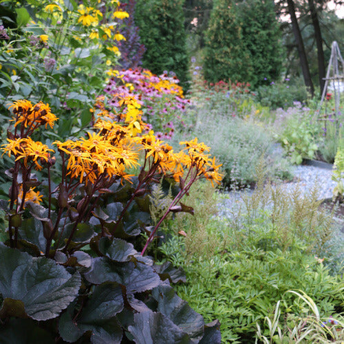 Ligularia King Kong Seeds - Heirloom Flower Plant for Home Gardens