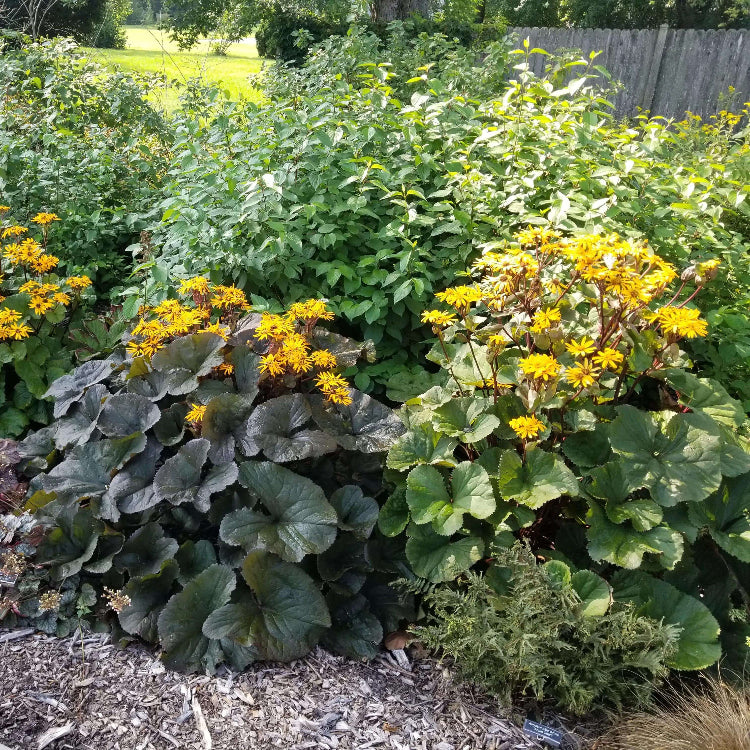 Ligularia King Kong Seeds - Heirloom Flower Plant for Home Gardens