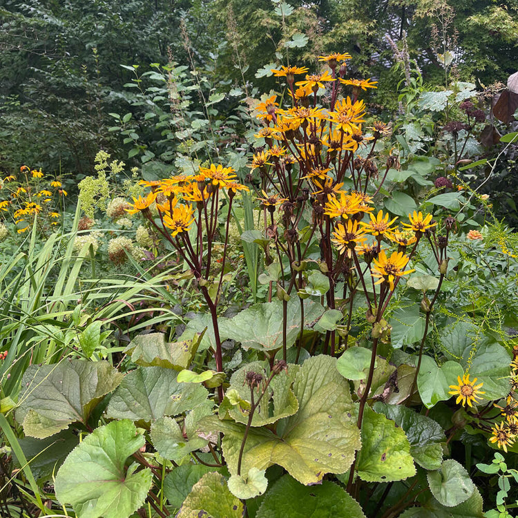 Ligularia King Kong Seeds - Heirloom Flower Plant for Home Gardens
