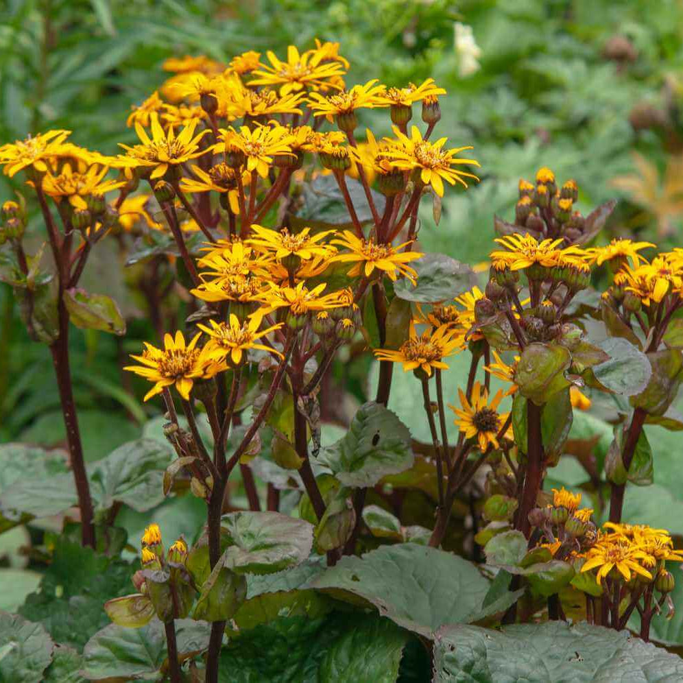 Ligularia King Kong Seeds - Heirloom Flower Plant for Home Gardens