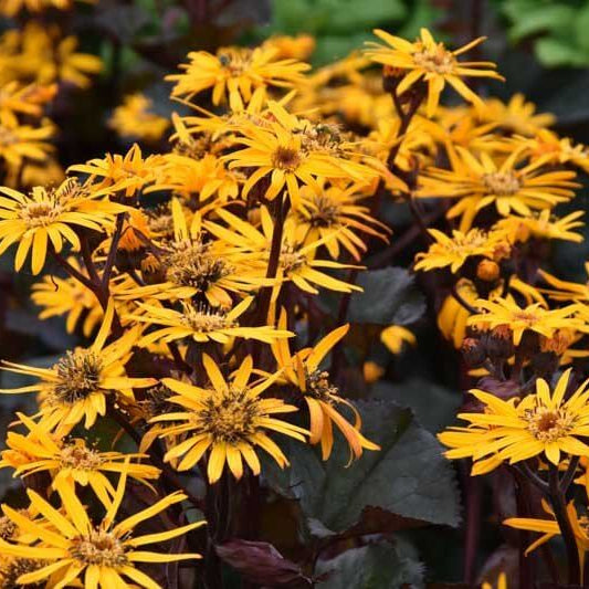 Ligularia King Kong Seeds - Heirloom Flower Plant for Home Gardens