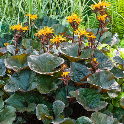 Ligularia Seeds - Heirloom Flower Plant for Home Gardens