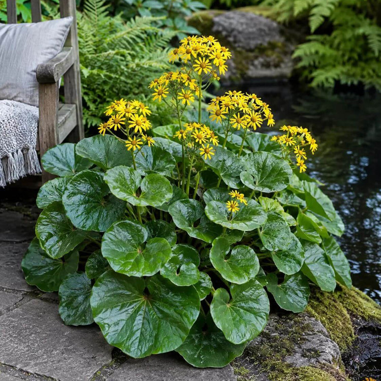 Ligularia Seeds - Heirloom Flower Plant for Home Gardens