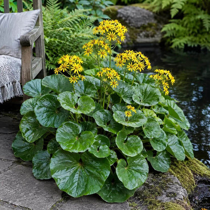 Ligularia Seeds - Heirloom Flower Plant for Home Gardens