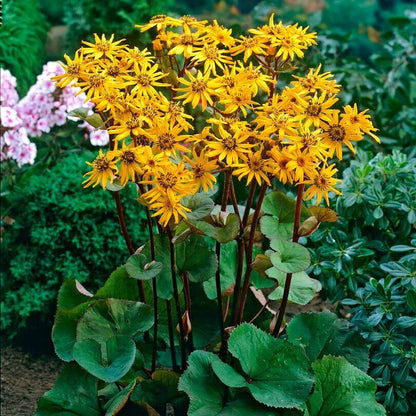 Ligularia Seeds - Heirloom Flower Plant for Home Gardens