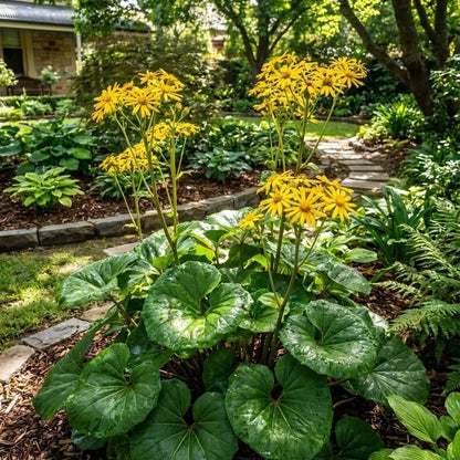 Ligularia Seeds - Heirloom Flower Plant for Home Gardens