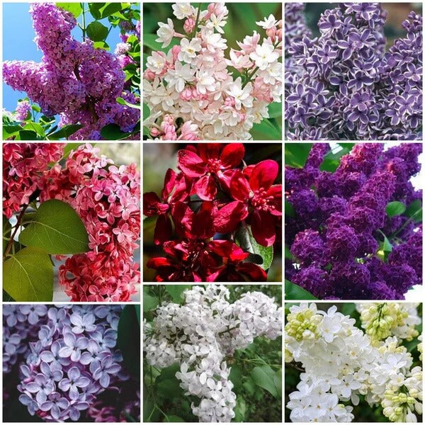 Lilac Seeds - All In One For Home Gardens