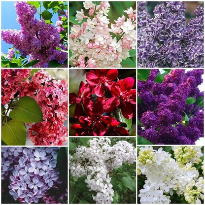 Lilac Seeds - All In One For Home Gardens