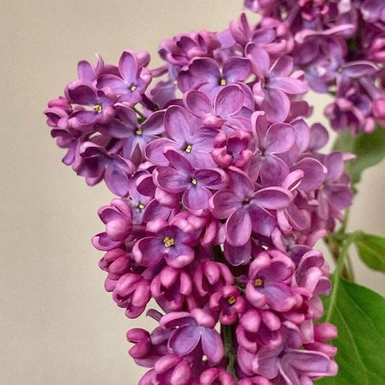 Lilac Seeds - All In One For Home Gardens