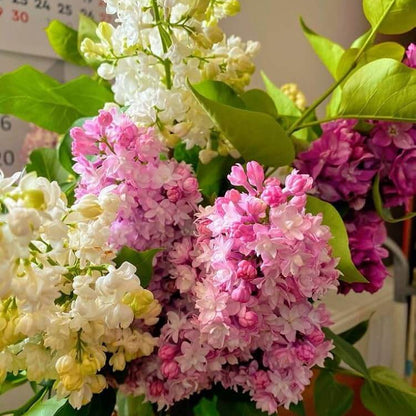 Lilac Seeds - All In One For Home Gardens