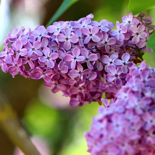 Lilac Seeds - Flower Plant for Home Gardens