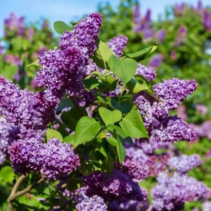 Lilac Seeds - Flower Plant for Home Gardens