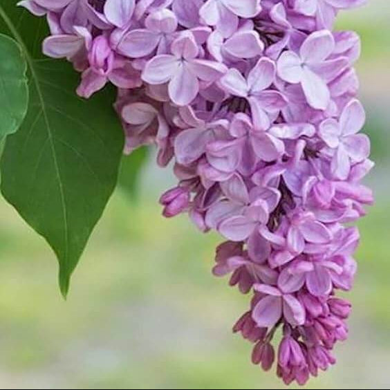 Lilac Seeds - Flower Plant for Home Gardens