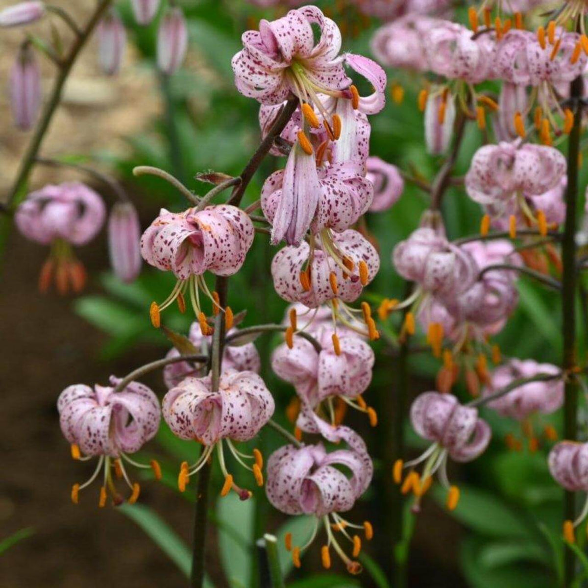 Lilium Martagon Seeds - Heirloom Flower Plant for Home Gardens