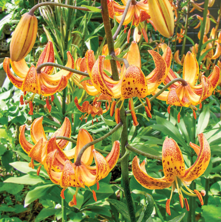Lilium Martagon Seeds - Heirloom Flower Plant for Home Gardens