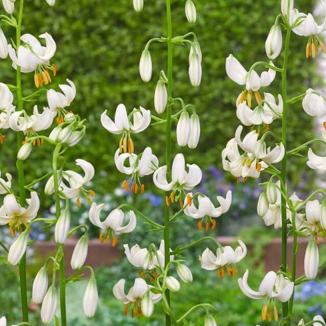 Lilium Martagon Seeds - Heirloom Flower Plant for Home Gardens